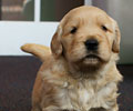 golden retriever puppy