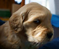 golden retriever puppy
