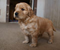 golden retriever puppy