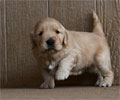 golden retriever puppy