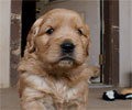 golden retriever puppy