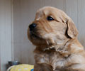 golden retriever puppy