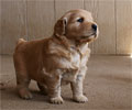 golden retriever puppy