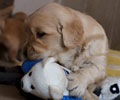 golden retriever puppy