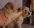 golden retriever puppy