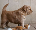 golden retriever puppy