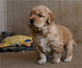 golden retriever puppy