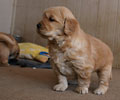 golden retriever puppy