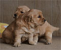 golden retriever puppy