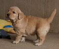 golden retriever puppy