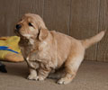golden retriever puppy
