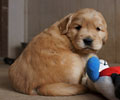 golden retriever puppy