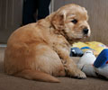 golden retriever puppy