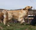 golden retriever