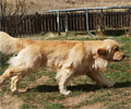 golden retriever