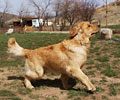 golden retriever