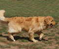 golden retriever