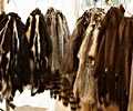 Skunk, raccoon, badger, mink, fox, coyote, bear, bison hides