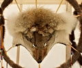 Coyote skin