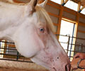 Cloud at Four Directions Horse Farm