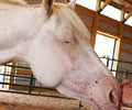 Cloud at Four Directions Horse Farm