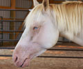 Cloud at Four Directions Horse Farm