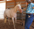 Cloud and Colleen at Four Directions Horse Farm