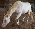 Cloud at Four Directions Horse Farm