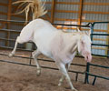 Cloud at Four Directions Horse Farm