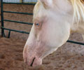 Cloud at Four Directions Horse Farm