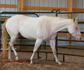 Cloud at Four Directions Horse Farm