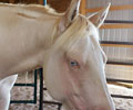 Cloud at Four Directions Horse Farm