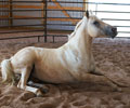 Star at Four Directions Horse Farm
