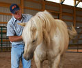 Star and Will at Four Directions Horse Farm