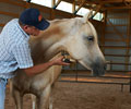 Star and Will at Four Directions Horse Farm