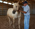 Star and Will at Four Directions Horse Farm