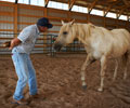 Star and Will at Four Directions Horse Farm