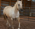 Star at Four Directions Horse Farm