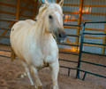 Star at Four Directions Horse Farm