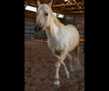 Star at Four Directions Horse Farm
