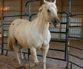 Star at Four Directions Horse Farm
