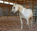 Star at Four Directions Horse Farm
