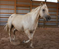 Star at Four Directions Horse Farm