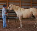Star and Will at Four Directions Horse Farm