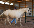 Star and Will at Four Directions Horse Farm