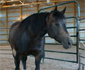 Jay at Four Directions Horse Farm