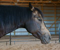 Jay at Four Directions Horse Farm