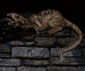 Scream Theme Haunted House giant rat