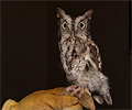 male Eastern Screech Owl