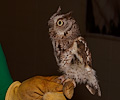 male Eastern Screech Owl